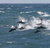Tamboi Queen Cruises - Hervey Bay Accommodation