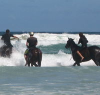 Pegasus Park Equestrian Centre - Hervey Bay Accommodation