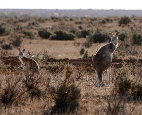 Silver City Tours - Tourism Hervey Bay 1