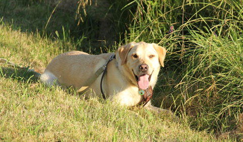 Rouse Hill Regional Park - Hervey Bay Accommodation 1