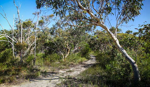 Aboriginal Heritage Walk - Hervey Bay Accommodation 2