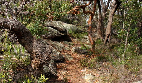 Box Head Track - Hervey Bay Accommodation 0