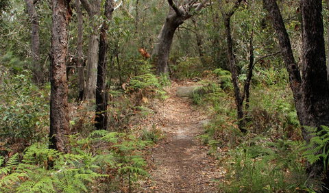 Box Head Track - Hervey Bay Accommodation 1