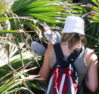 Palm Jungle loop track - Hervey Bay Accommodation