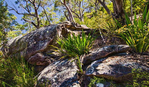 Canoelands Ridge Walking Track - Hervey Bay Accommodation 1