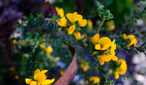 Canoelands Ridge Walking Track - Hervey Bay Accommodation 2