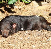 Symbio Wildlife Park - Hervey Bay Accommodation