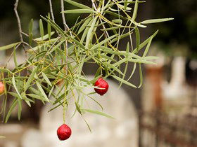 West Terrace Cemetery - Hervey Bay Accommodation 3