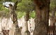West Terrace Cemetery - thumb 0