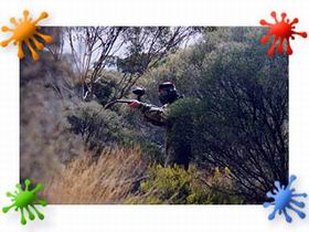 Paintball Skirmish SA - Hervey Bay Accommodation 2