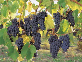 Hills Short Wine And Food Trail - Tourism Hervey Bay 0