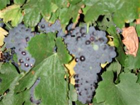 Grancari - Tourism Hervey Bay 2