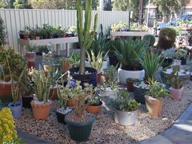 Cactus Creations - Tourism Hervey Bay 1