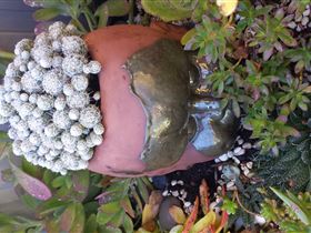 Cactus Creations - Tourism Hervey Bay 2