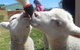 Animal Farm Goolwa - thumb 1