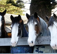 Victor Harbor Horse Drawn Tramway - Hervey Bay Accommodation