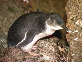 Granite Island Recreation Park - Hervey Bay Accommodation 1