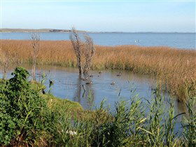 Meningie's Pelican Path - Yunti Ngopun Ngami - Hervey Bay Accommodation 3