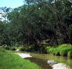 Salvator Rosa Section - Carnarvon National Park - Hervey Bay Accommodation