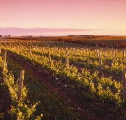Ralph Fowler Wines - Hervey Bay Accommodation