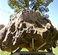 Fossilised Tree - Hervey Bay Accommodation