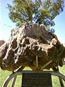 Fossilised Tree - Hervey Bay Accommodation 0