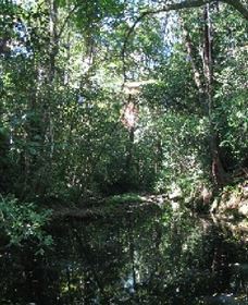 Wabunga Wayemba (Charmillan Creek Walking Track) - Tourism Hervey Bay 0