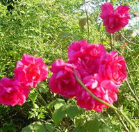 Bishop's Lodge Historic House and Heritage Rose Garden - Hervey Bay Accommodation