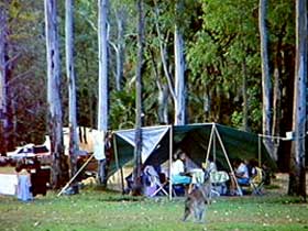 Carnarvon Gorge, Carnarvon National Park - Hervey Bay Accommodation 2