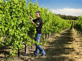 Patrick Of Coonawarra - Tourism Hervey Bay 0