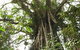 Cathedral Fig Tree - thumb 0