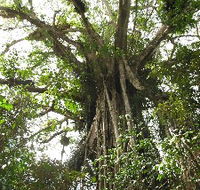 Cathedral Fig Tree
