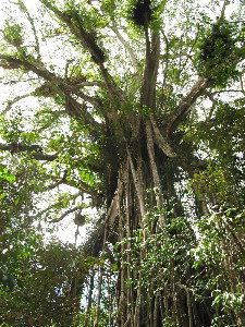 Cathedral Fig Tree - Hervey Bay Accommodation 0