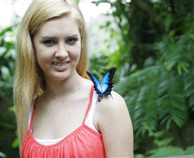 Australian Butterfly Sanctuary - Hervey Bay Accommodation 0