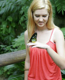 Australian Butterfly Sanctuary - Hervey Bay Accommodation 1