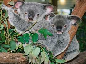 Kuranda Koala Gardens - Hervey Bay Accommodation 2