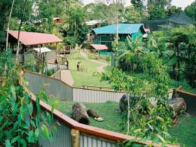 Kuranda Koala Gardens - Hervey Bay Accommodation 1