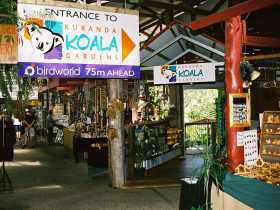 Kuranda Koala Gardens - Hervey Bay Accommodation 3