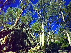 Blackdown Tableland National Park - Hervey Bay Accommodation 3