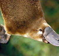 Eungella National Park - Hervey Bay Accommodation