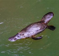 Platypus Viewing at Broken River - Hervey Bay Accommodation