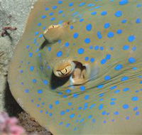 Jorgey's Patch Dive Site - Hervey Bay Accommodation
