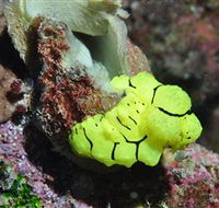 The Oasis Dive Site - Tourism Hervey Bay