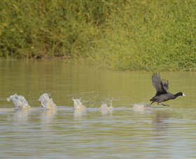 Lake Cowal - Hervey Bay Accommodation 1