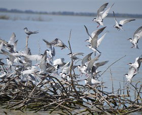 Lake Cowal - Hervey Bay Accommodation 2