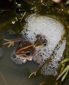 Lake Cowal - Hervey Bay Accommodation 5