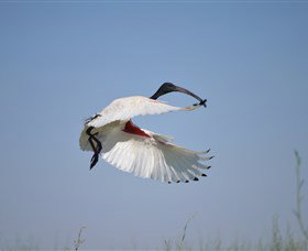 Lake Cowal - Hervey Bay Accommodation 4