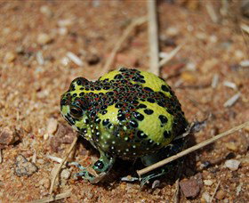 Lake Cowal - Hervey Bay Accommodation 3