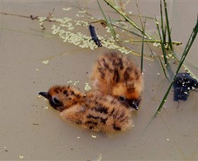 Lake Cowal - Hervey Bay Accommodation 6