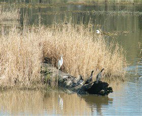 Narrandera Wetlands - Hervey Bay Accommodation 3